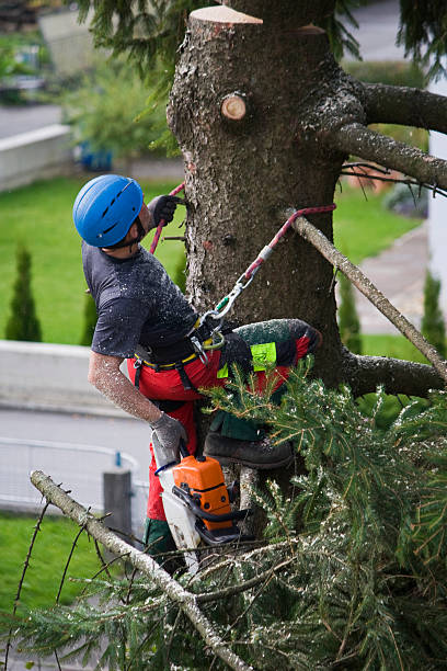 Trusted Berryville, AR Tree Services Experts