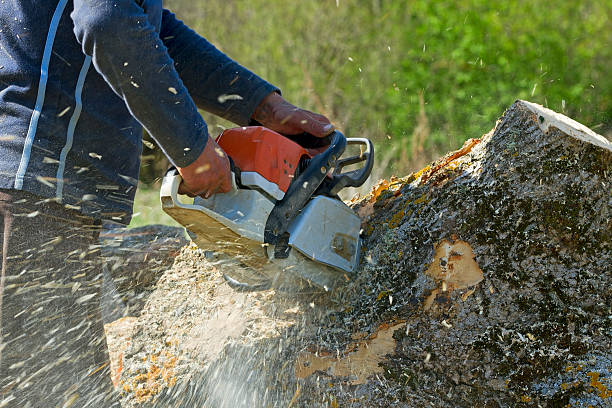 How Our Tree Care Process Works  in  Berryville, AR